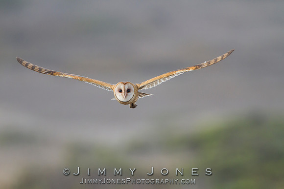 Barn Owl