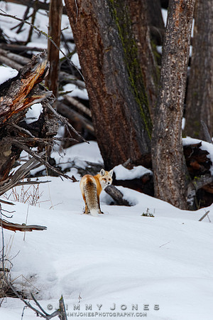 Red Fox