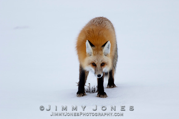 Red Fox