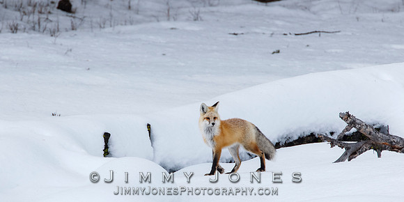 Red Fox