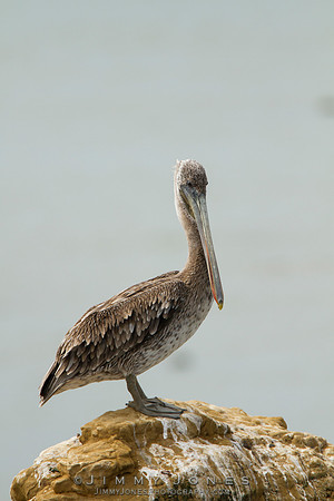 Brown Pelican