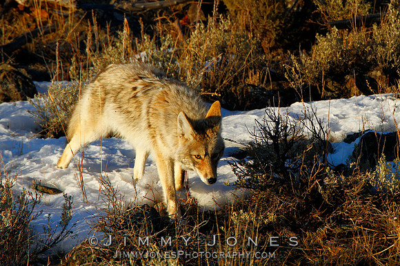 Coyote