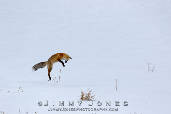 Red Fox Leap