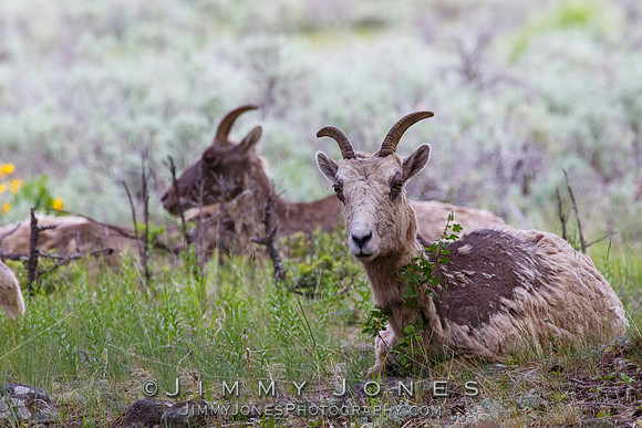 Big Horn Ewes