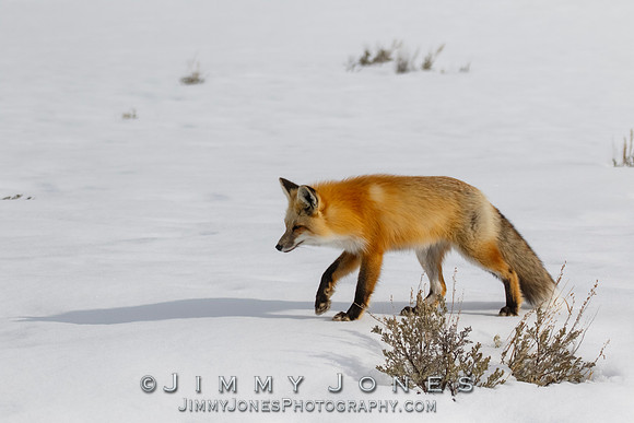 Red Fox