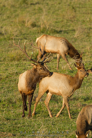 7x7 Bull Tule Elk