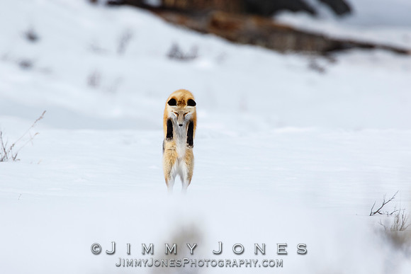 Red Fox Leap