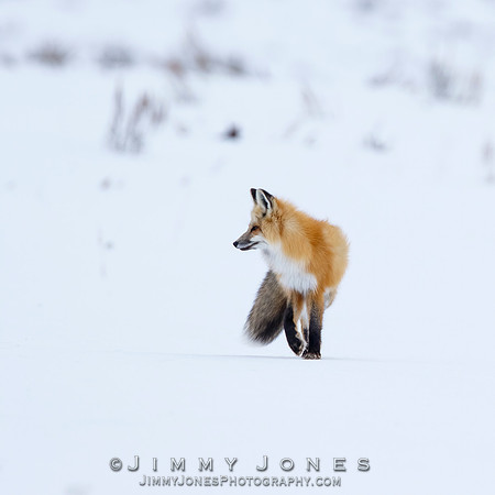 Red Fox