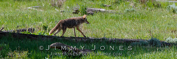 Coyote
