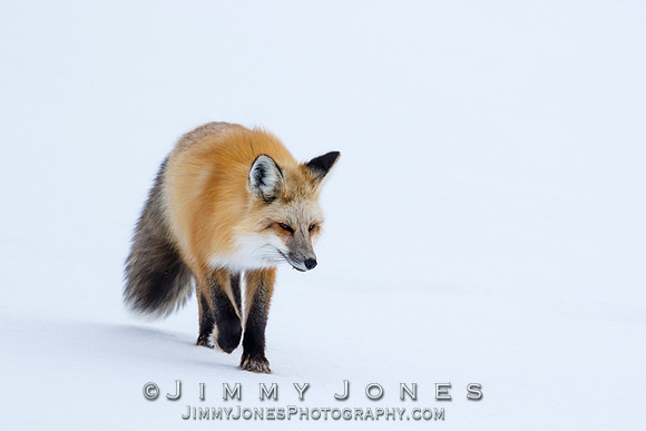 Red Fox