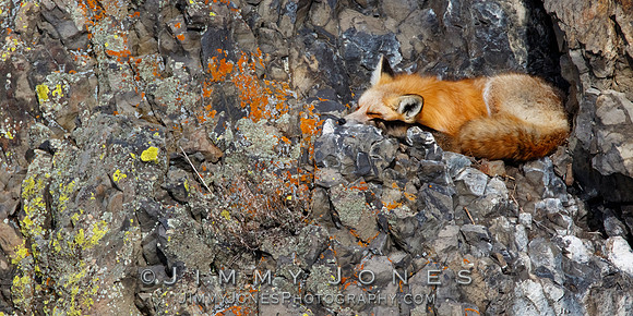 Red Fox