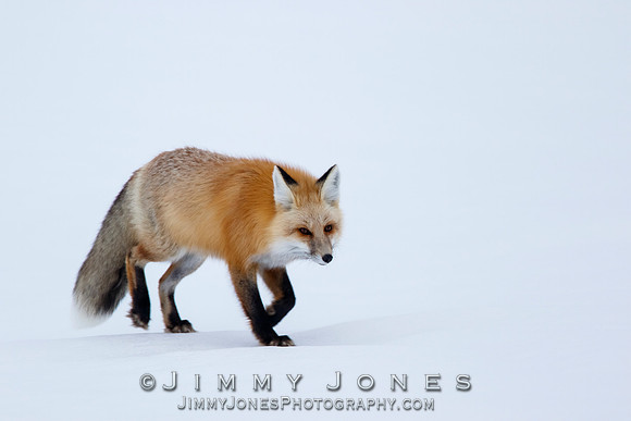 Red Fox