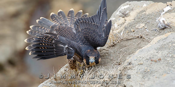 Peregrine Falcon - Juvenile
