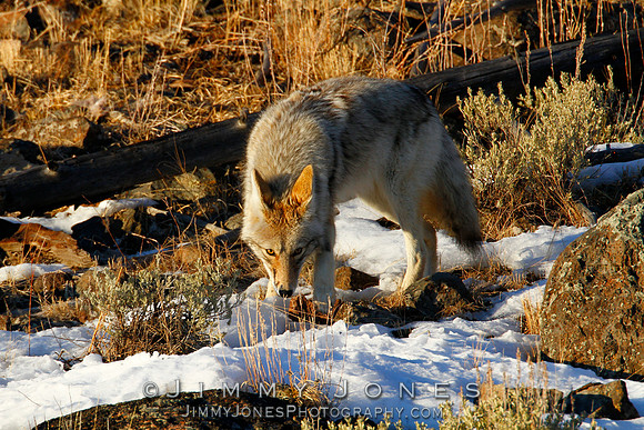 Coyote
