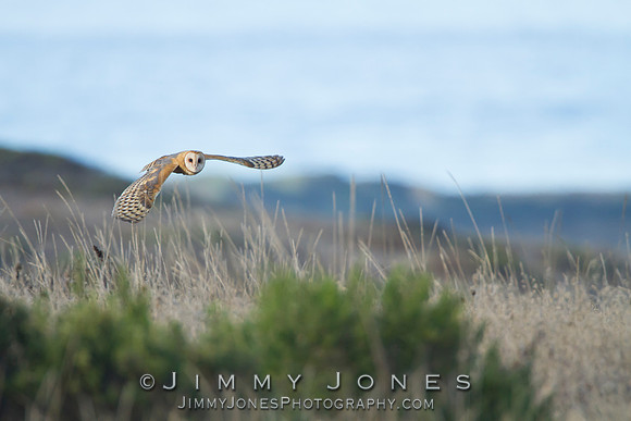 Barn Owl