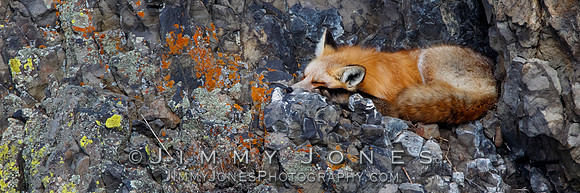 Red Fox