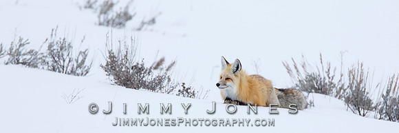 Red Fox