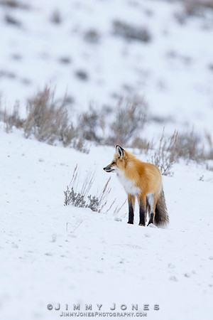 Red Fox
