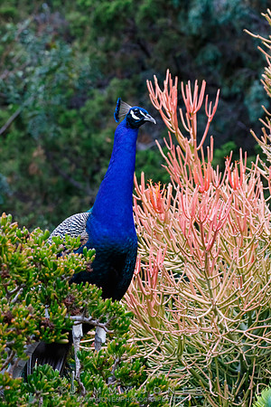 Peacock