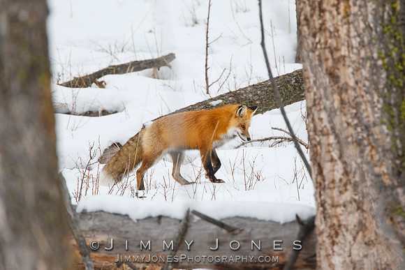 Red Fox