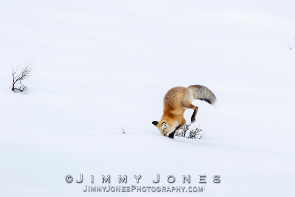 Red Fox Leap