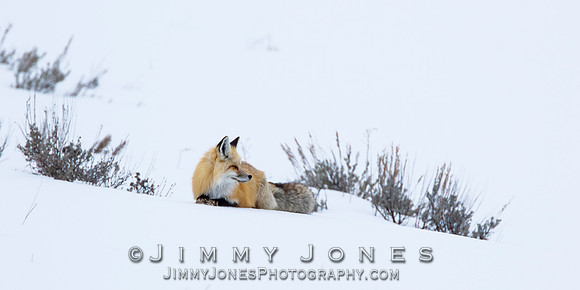 Red Fox