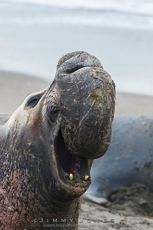 Elephant Seal - CS/P0595