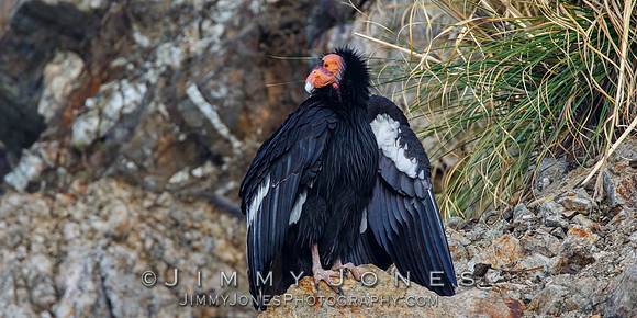 California Condor #57