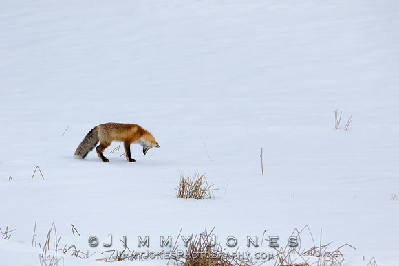 Red Fox Leap