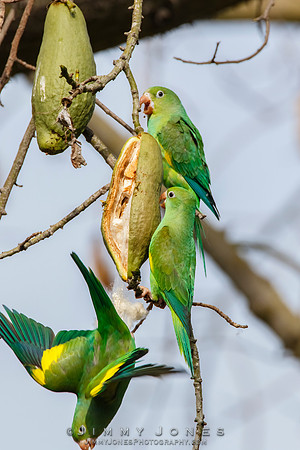 Yellow-Chevroned Parakeets