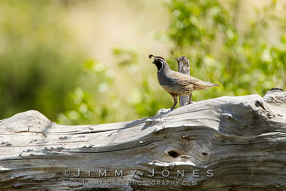 California Quail