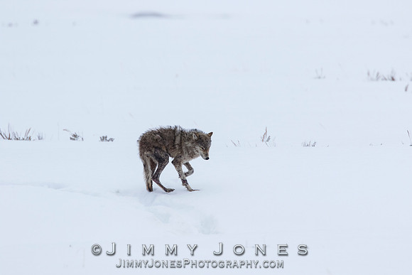 Lamar Canyon Pack Gray Wolf Pup w/ Mange