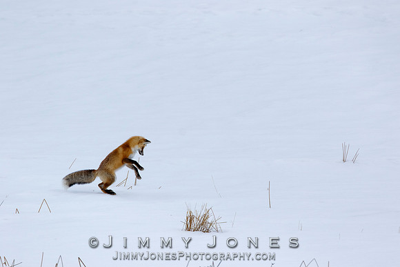 Red Fox Leap