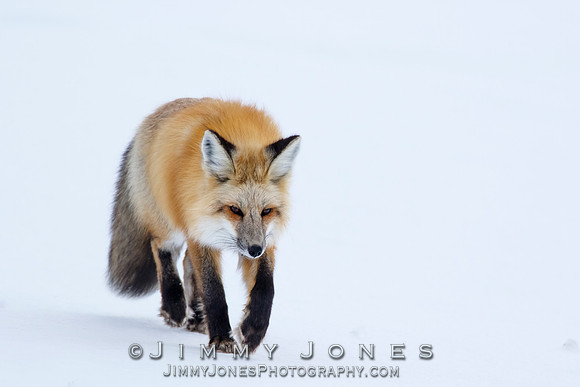 Red Fox