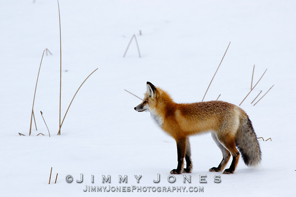 Red Fox
