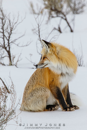 Red Fox
