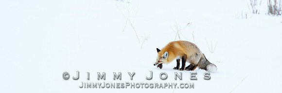 Red Fox