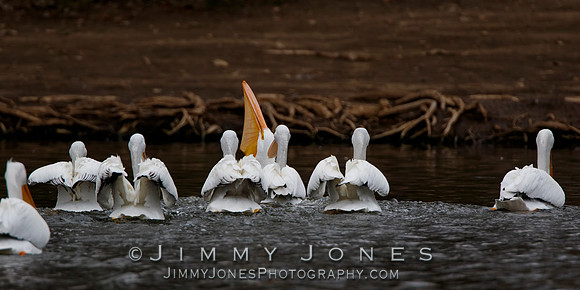 White Pelicans