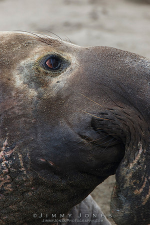 Elephant Seal - CS/P0596