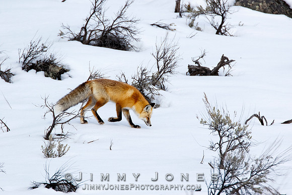 Red Fox