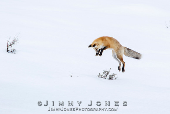 Red Fox Leap