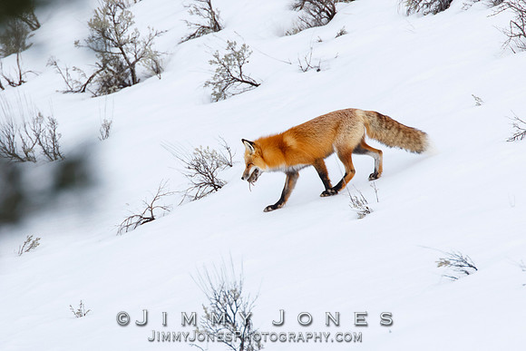 Red Fox