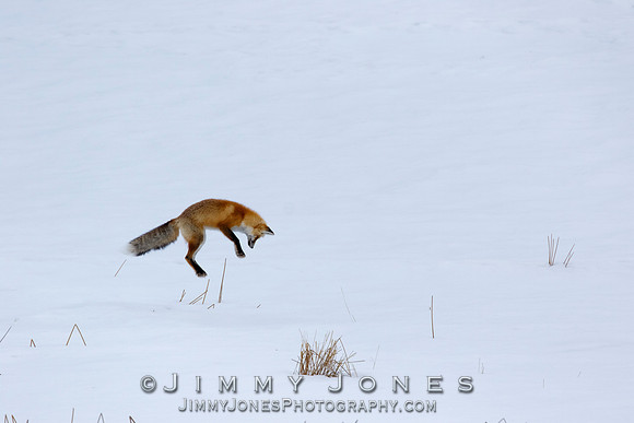 Red Fox Leap