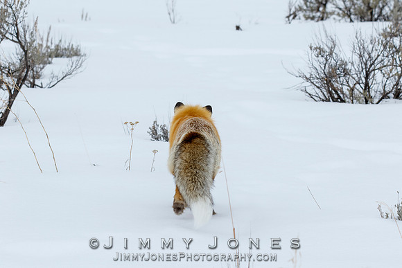 Red Fox Leap