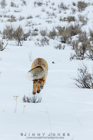 Red Fox Leap