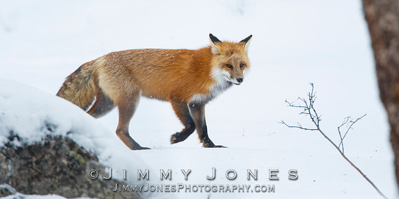 Red Fox