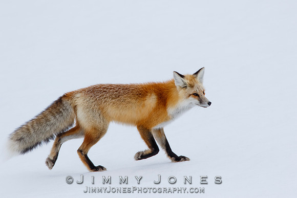 Red Fox