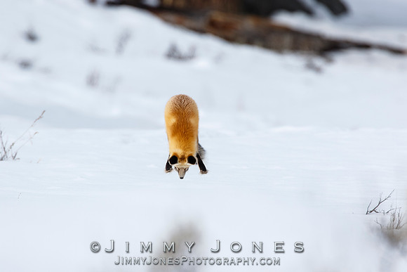 Red Fox Leap
