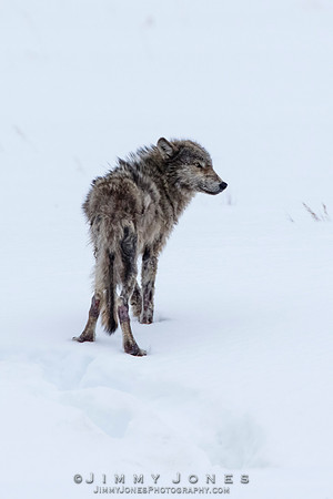 Lamar Canyon Pack Gray Wolf Pup w/ Mange