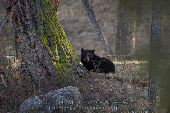 Black Bear